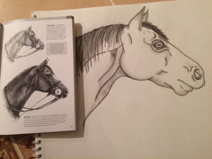 Charcoal Horse