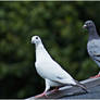 Pigeons 4