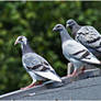 Pigeons 5