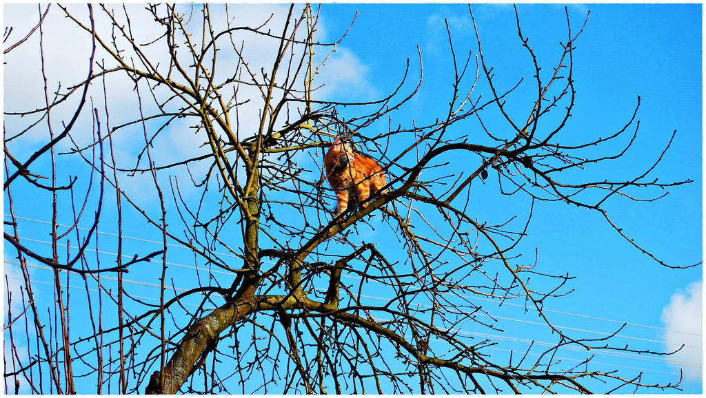 Symboli Rudolph Tree Rudolph on the tree 12 by Robert2908 on DeviantArt