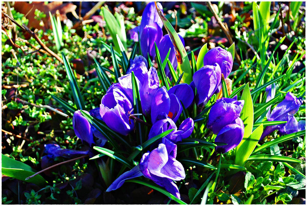 Spring 2 by Robert2908 on DeviantArt