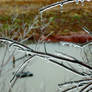 Iced Branches