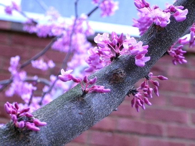 Close Up Buds