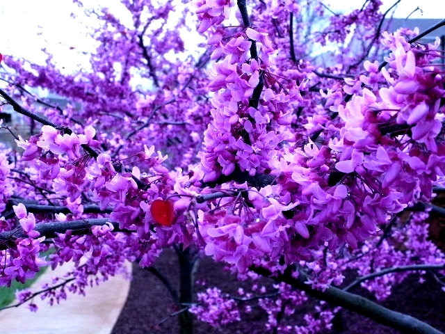 Eastern Red Bud