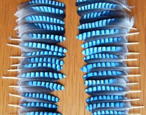 Striking Blue Jay Corvid Feathers World Shipping By Witch Crafted On Deviantart Striking Blue Jay Corvid Feathers World Shipping By Witch Crafted On Deviantart