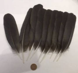 Medium Carrion Crow Feathers World Shipping