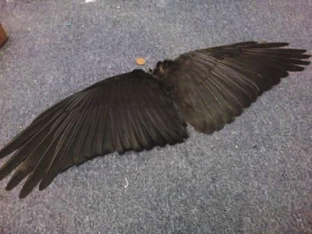 Best Grade Whole Crow Wings For Sale