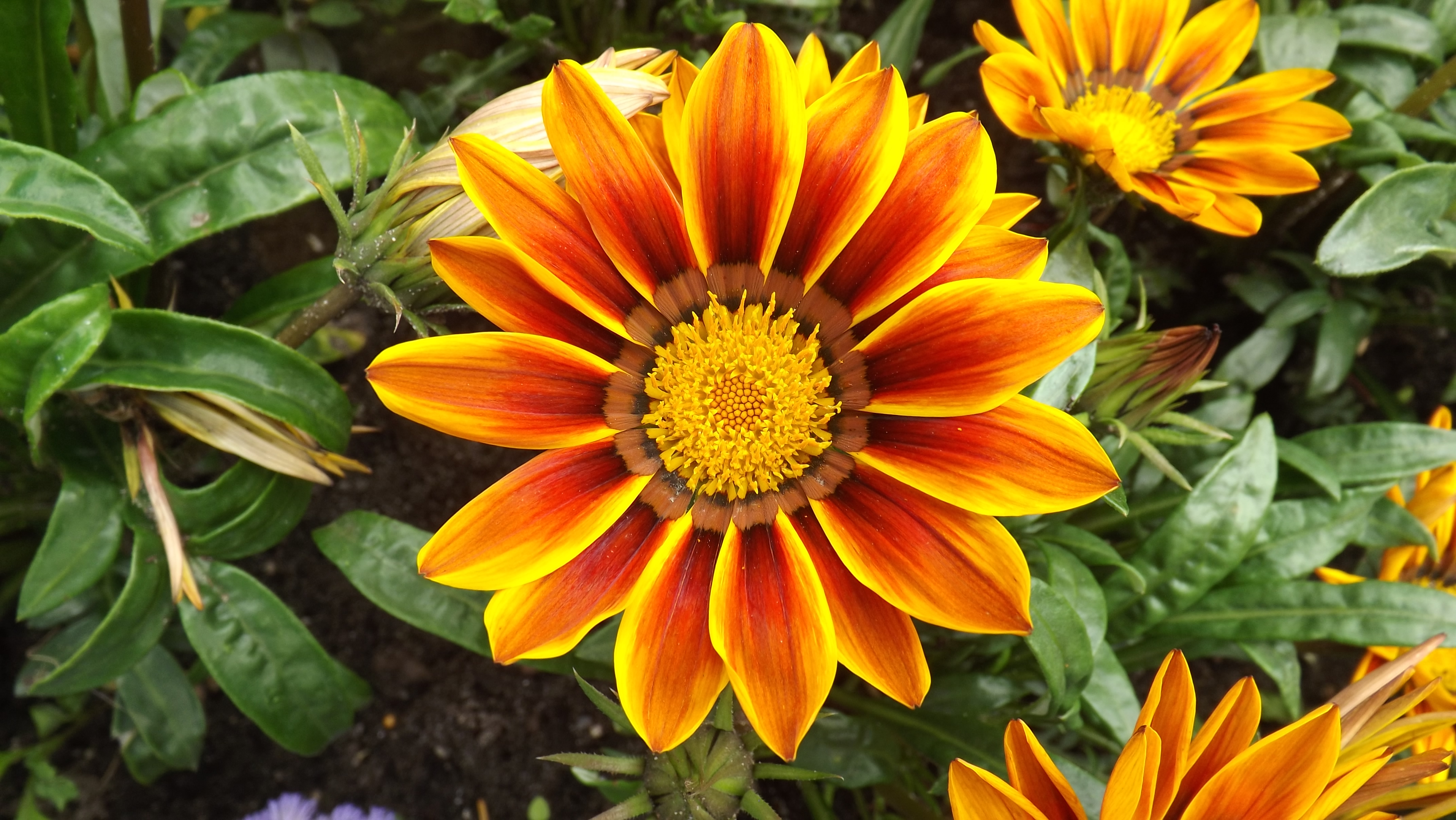 Gazania 1