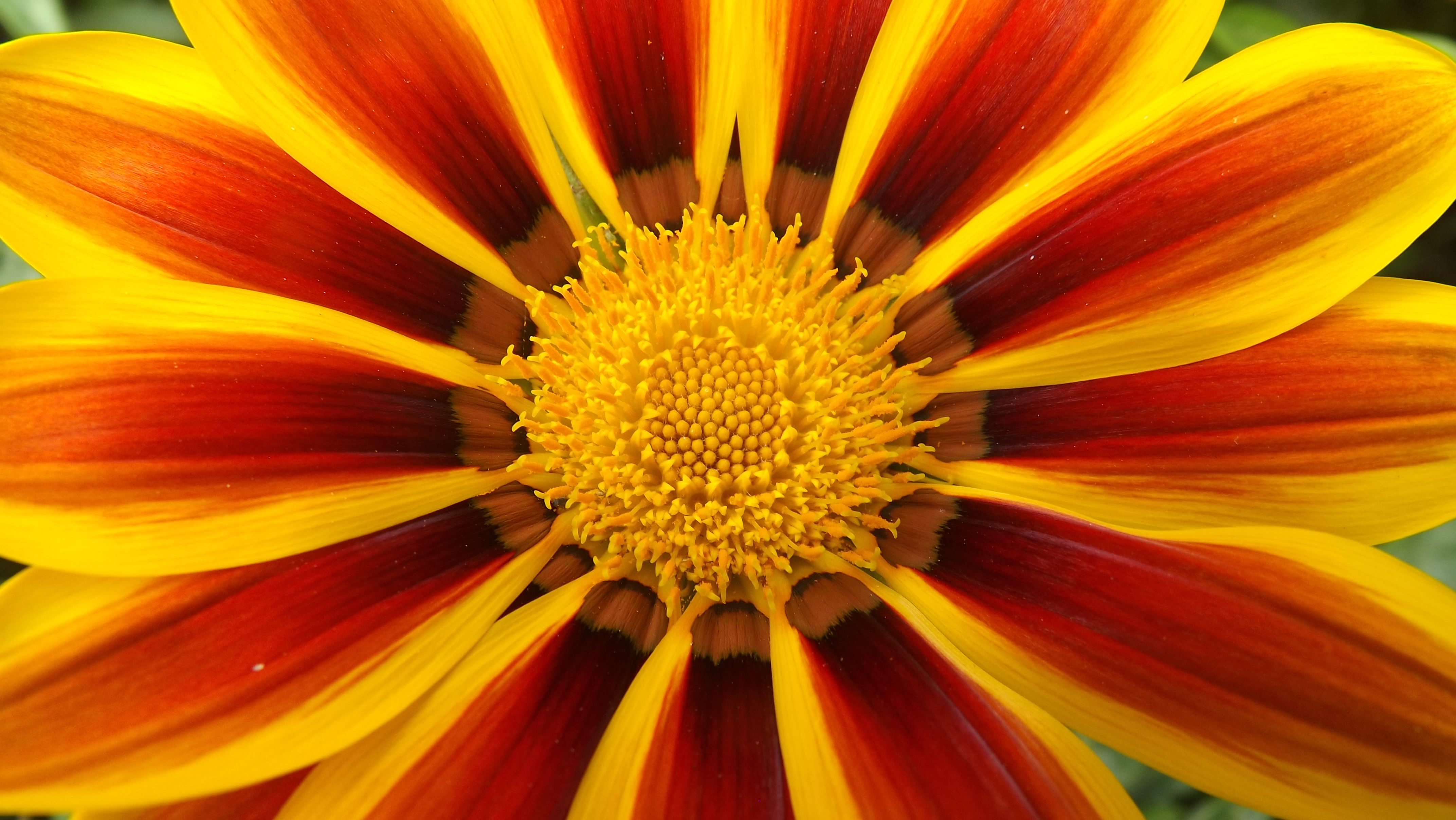 Gazania 3