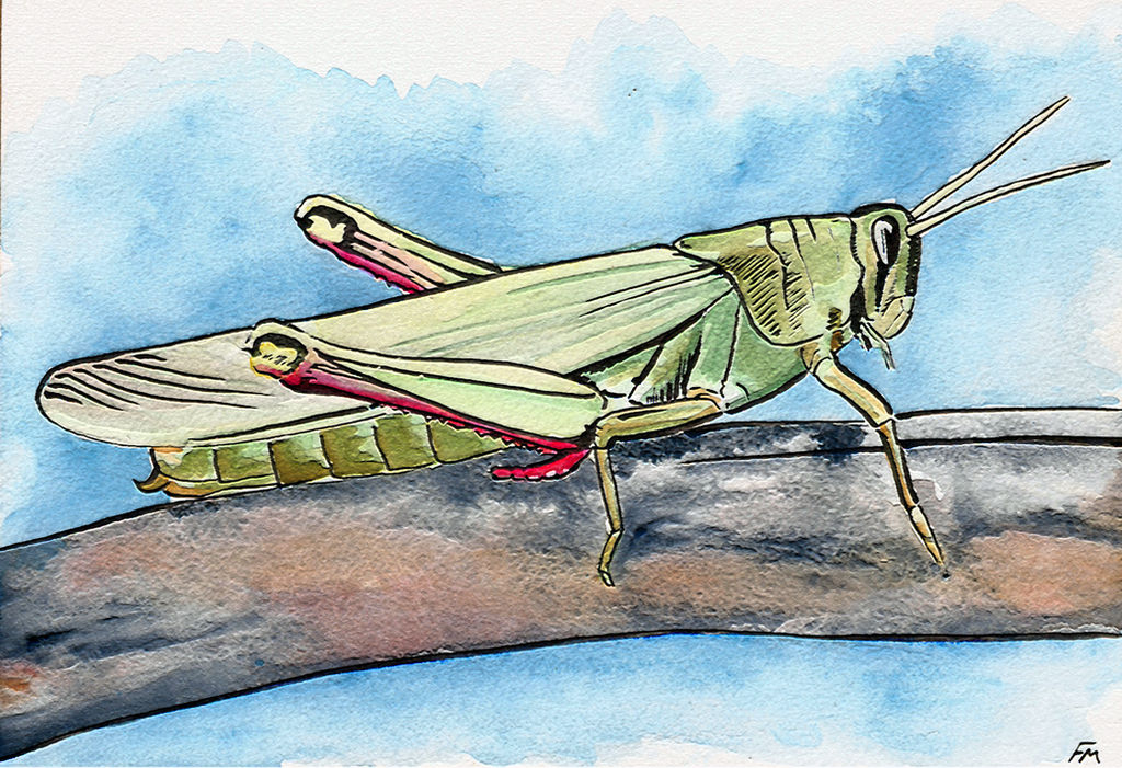 Grasshopper watercolour