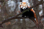 Red panda / Ailurus fulgens by HunkUmbrella2