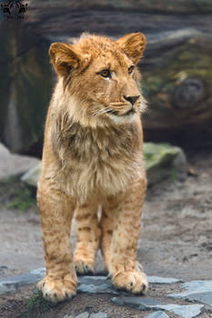 Barbary lion / Panthera leo leo