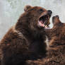 Brown bear / Ursus arctos