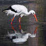 White stork / Ciconia ciconia