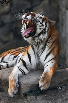 Siberian tiger / Panthera tigris altaica