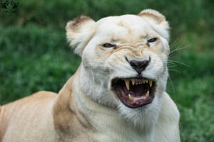 Lion / Panthera leo krugeri