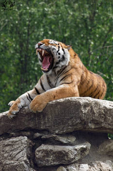 Siberian tiger / Panthera tigris altaica