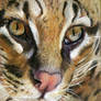 Ocelot ATC