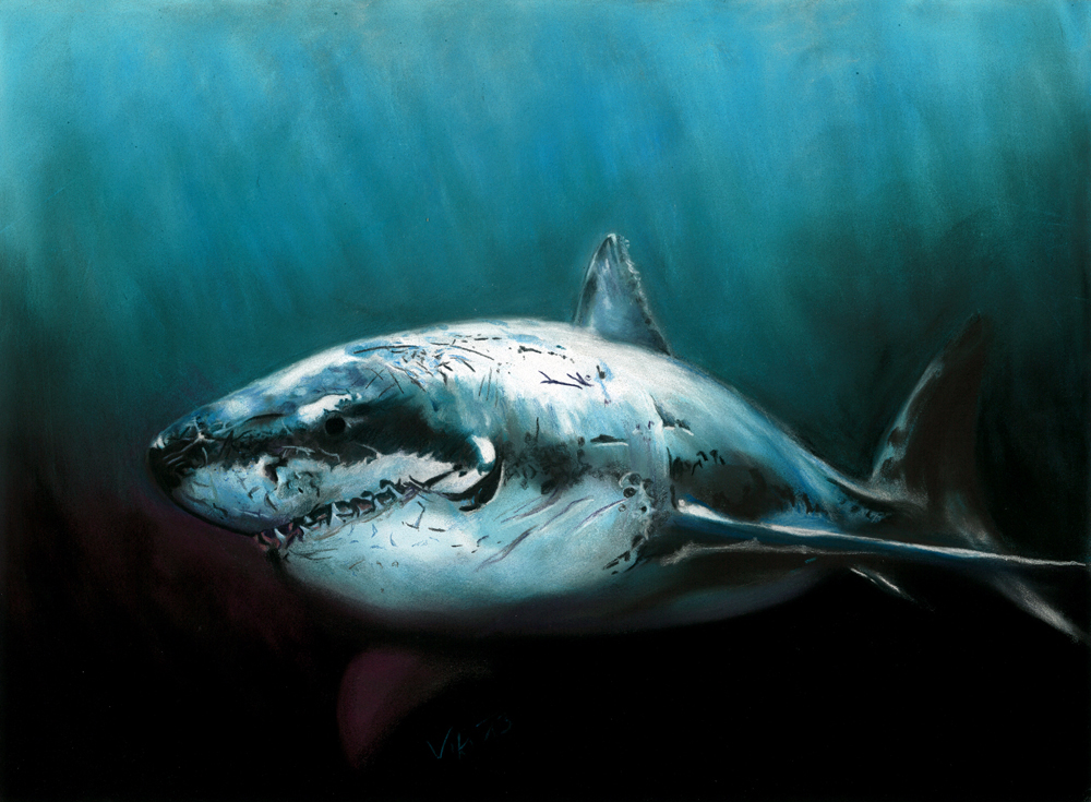 Great White Shark