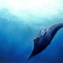 Manta ray