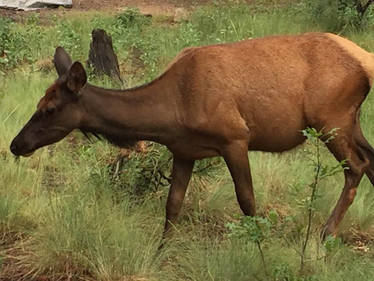 Elk