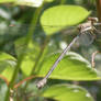 The Dragon Fly