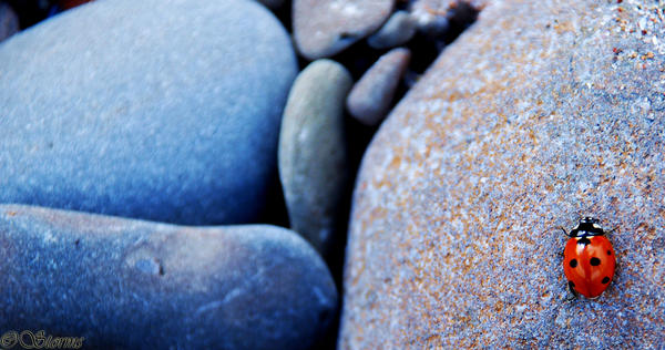 Ladybug on Rocks