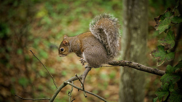 On a limb