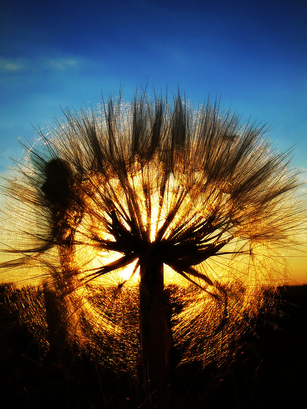 A setting dandelion by DrakeDH
