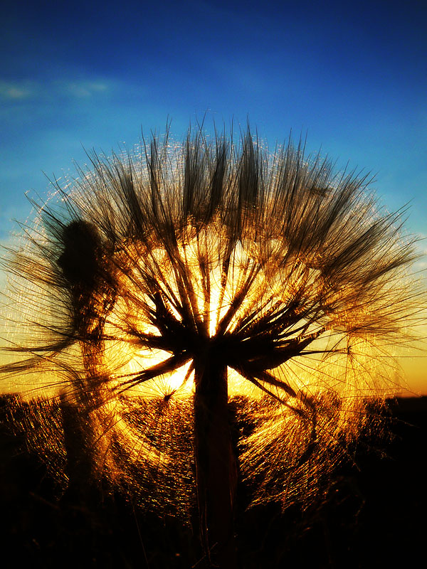 A setting dandelion