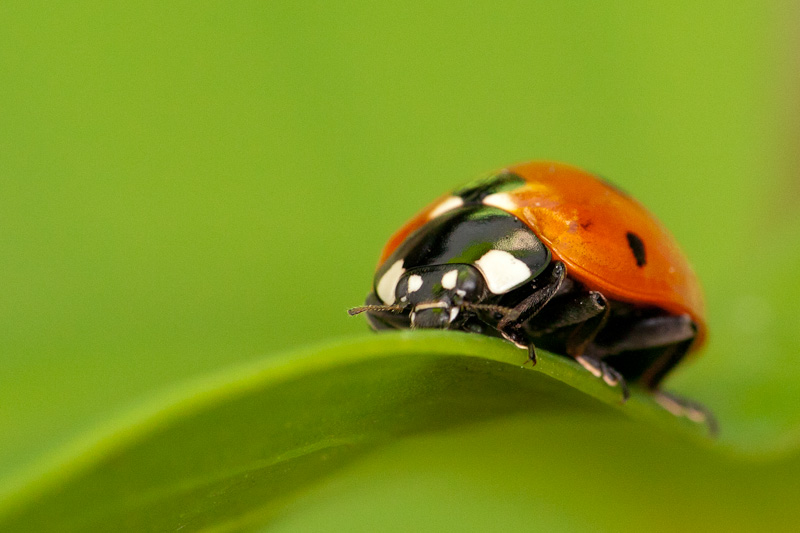 Ladybug