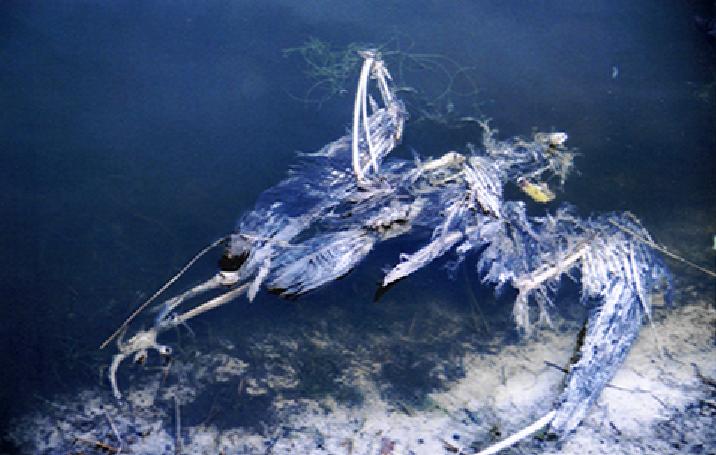 Blue Heron Skeleton