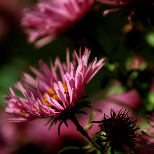 grandma's flowers..