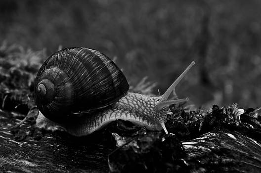 Weinbergschnecke