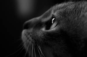 Elsa's longing