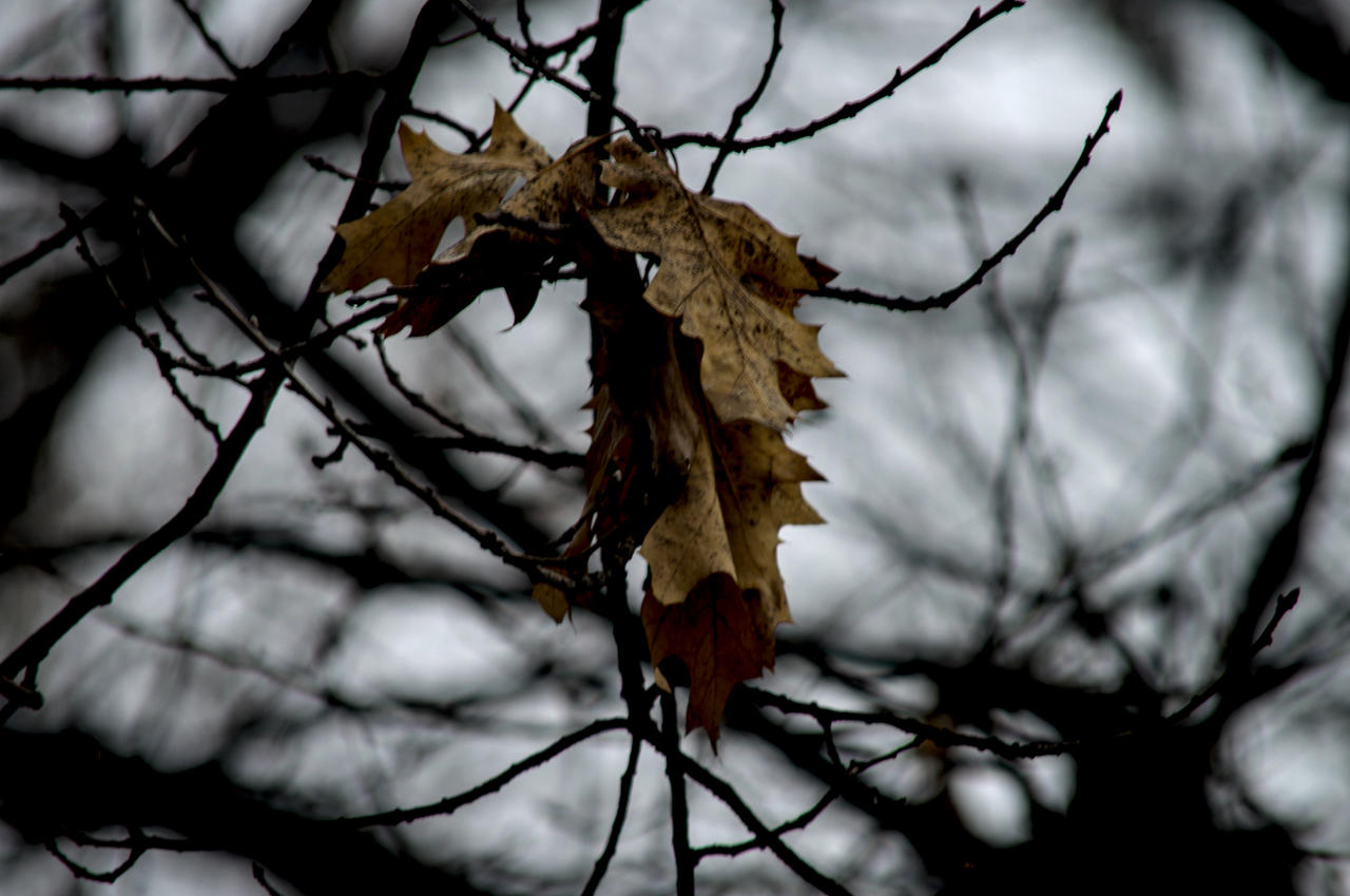 Untitled by Shadinray on DeviantArt