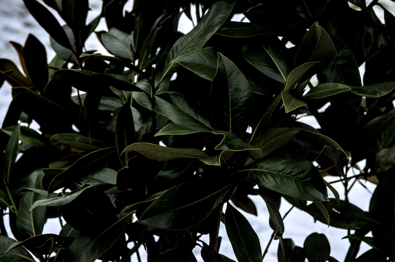 Untitled by Shadinray on DeviantArt