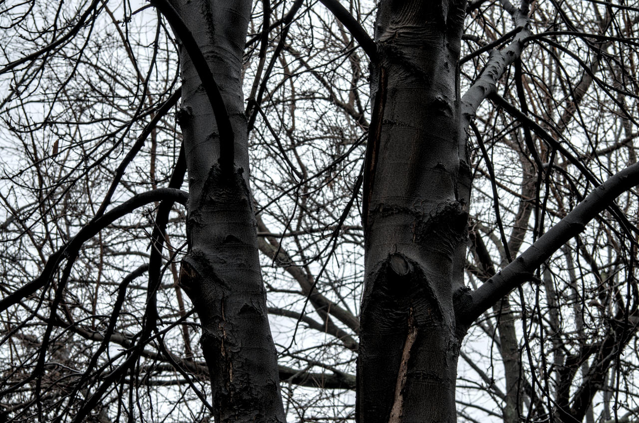 Untitled by Shadinray on DeviantArt