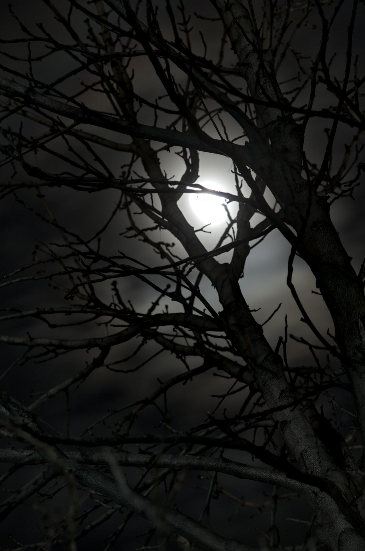 Untitled by Shadinray on DeviantArt