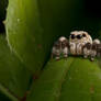 Jumping Spider 06