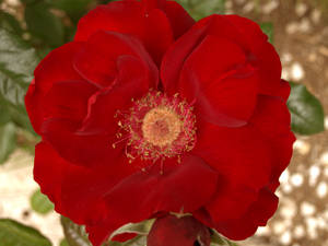 Red Rose