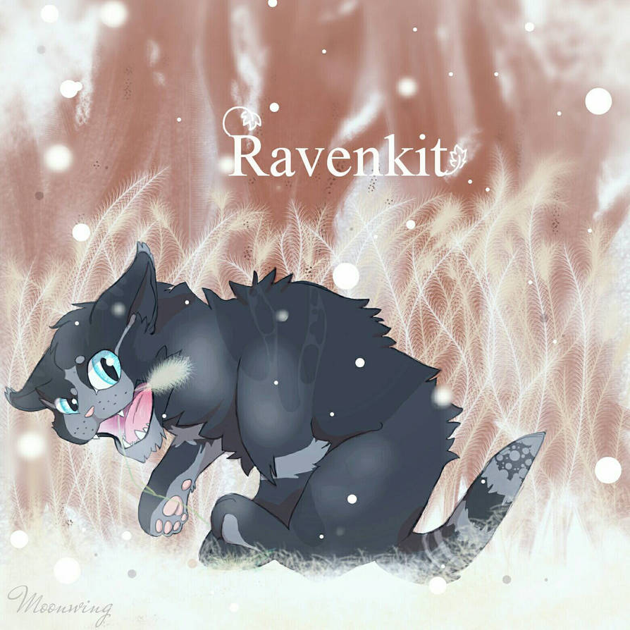 Ravenkit by themoonswings on DeviantArt