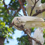 Little Corella