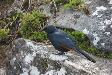 Red-winged Starling