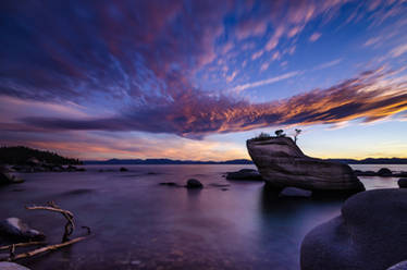 Bonsai Rock