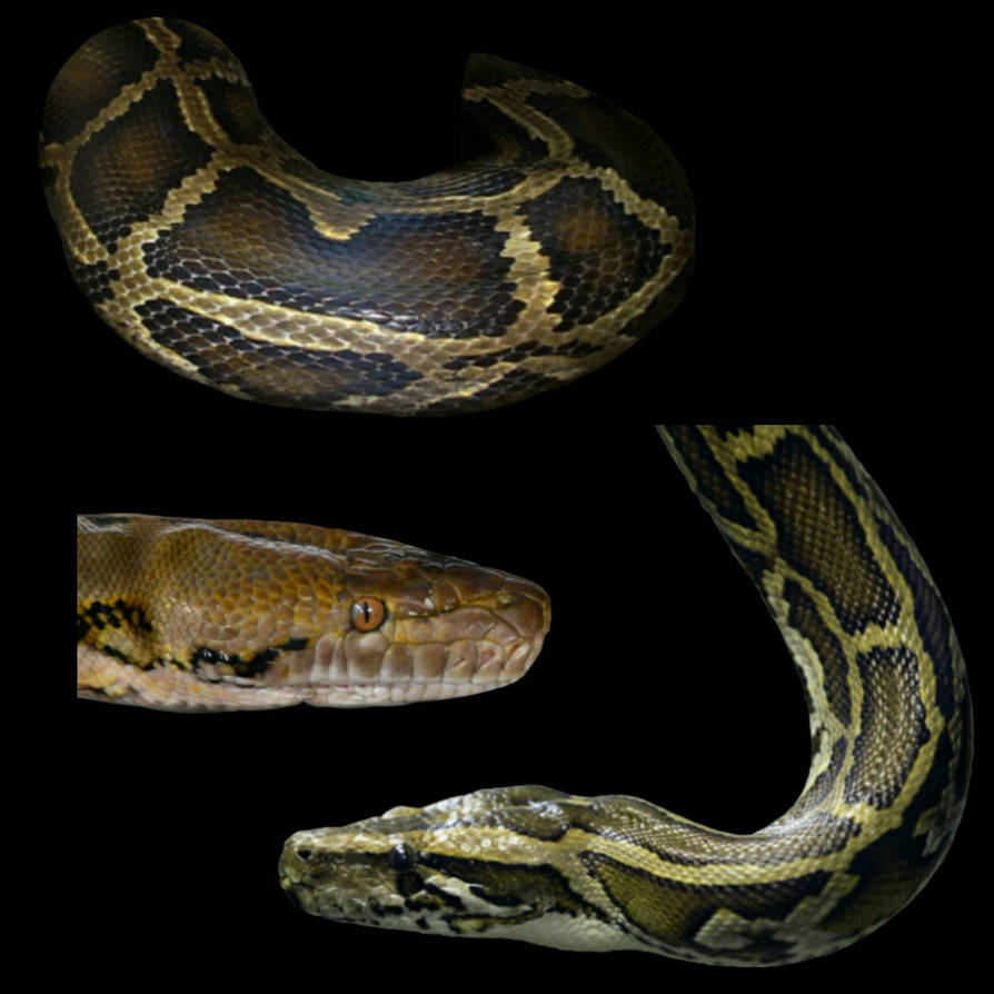 Snake edits by Dragon2485 on DeviantArt