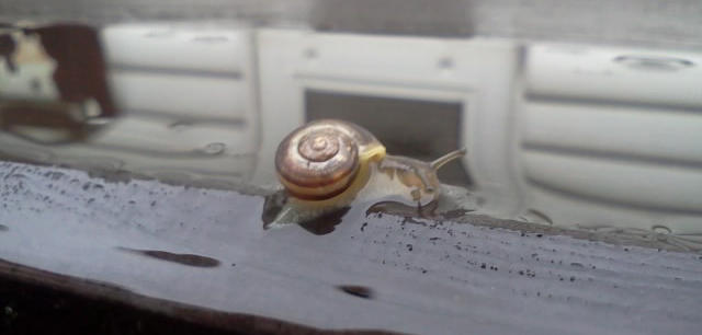 Snail