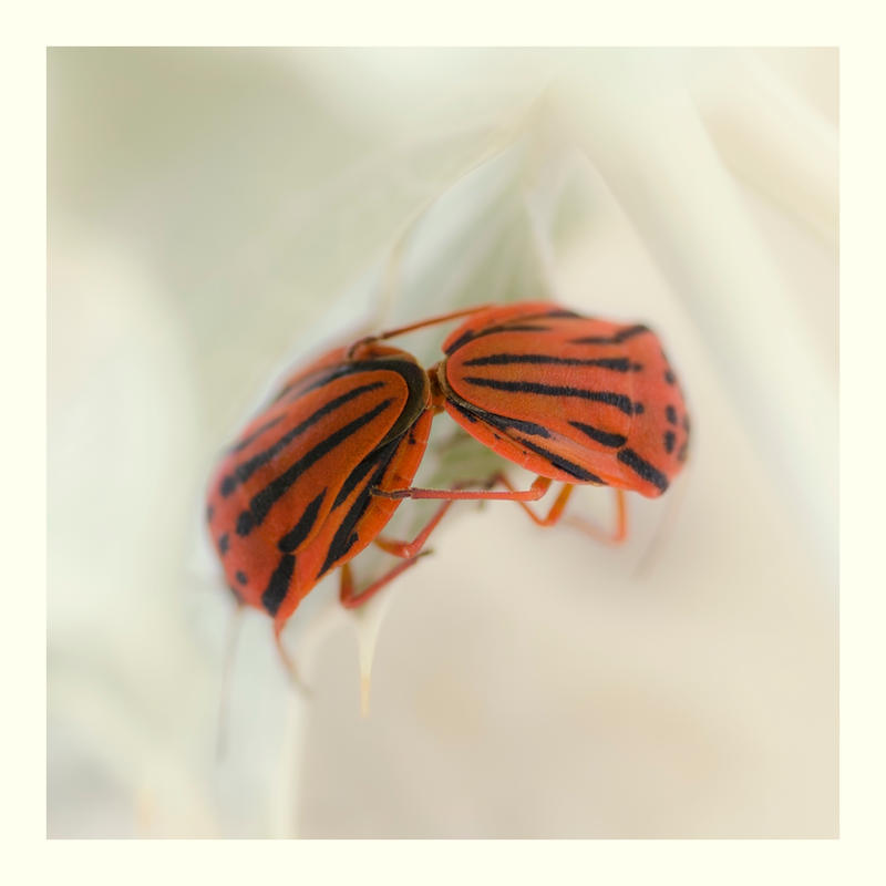 Deviantart Insect Love Make love by tapirslx on DeviantArt