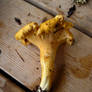 Cantharellus Formosus