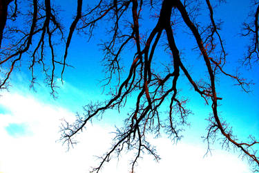 Sky Roots